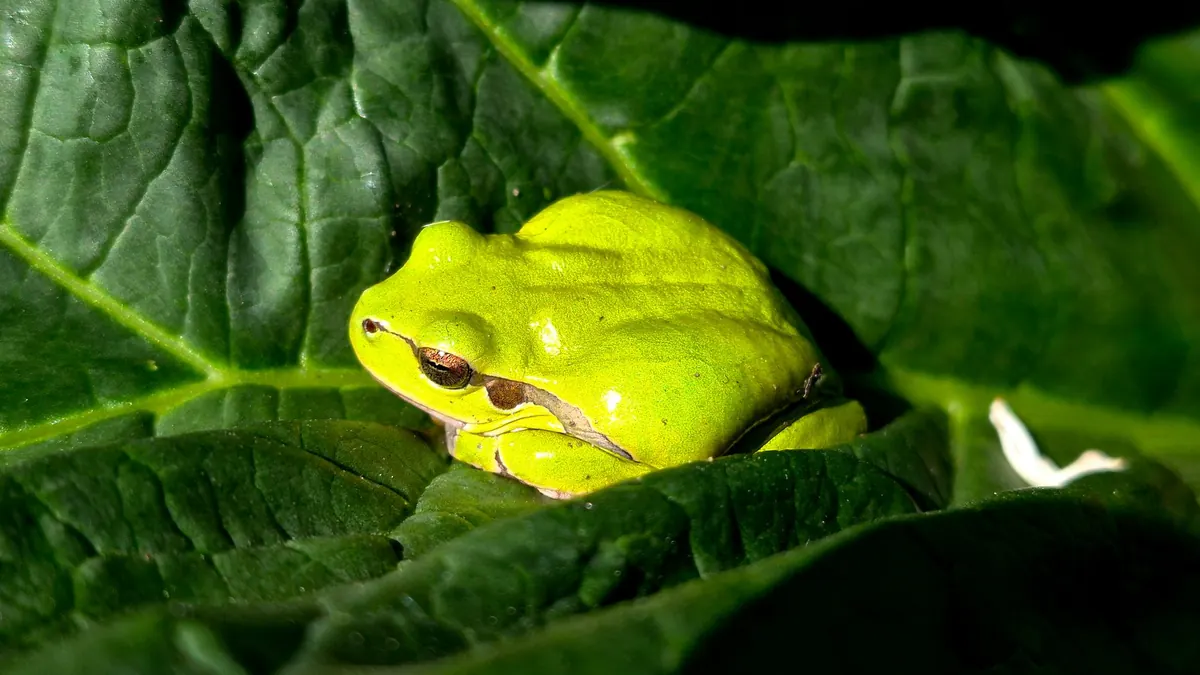 How to Build a Backyard Wetland Pond for Frogs and Dragonflies