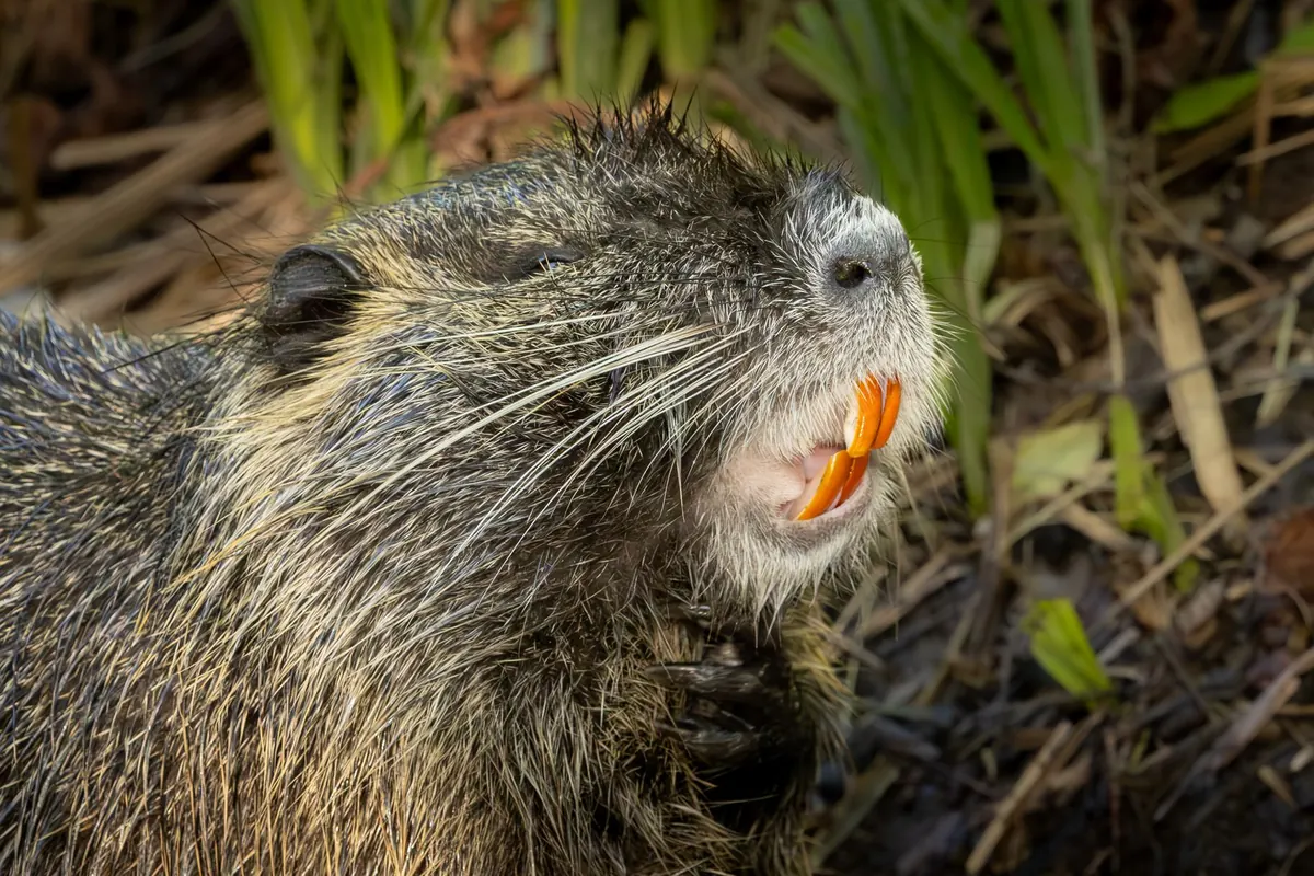How to Identify and Remove Invasive Species in Your Local Wetland