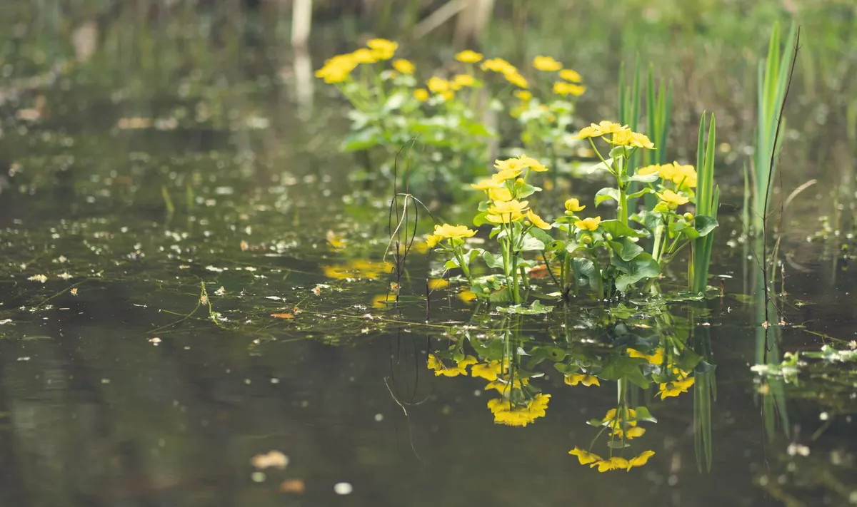 How Wetlands Filter Water: The Science of Nature's Kidneys